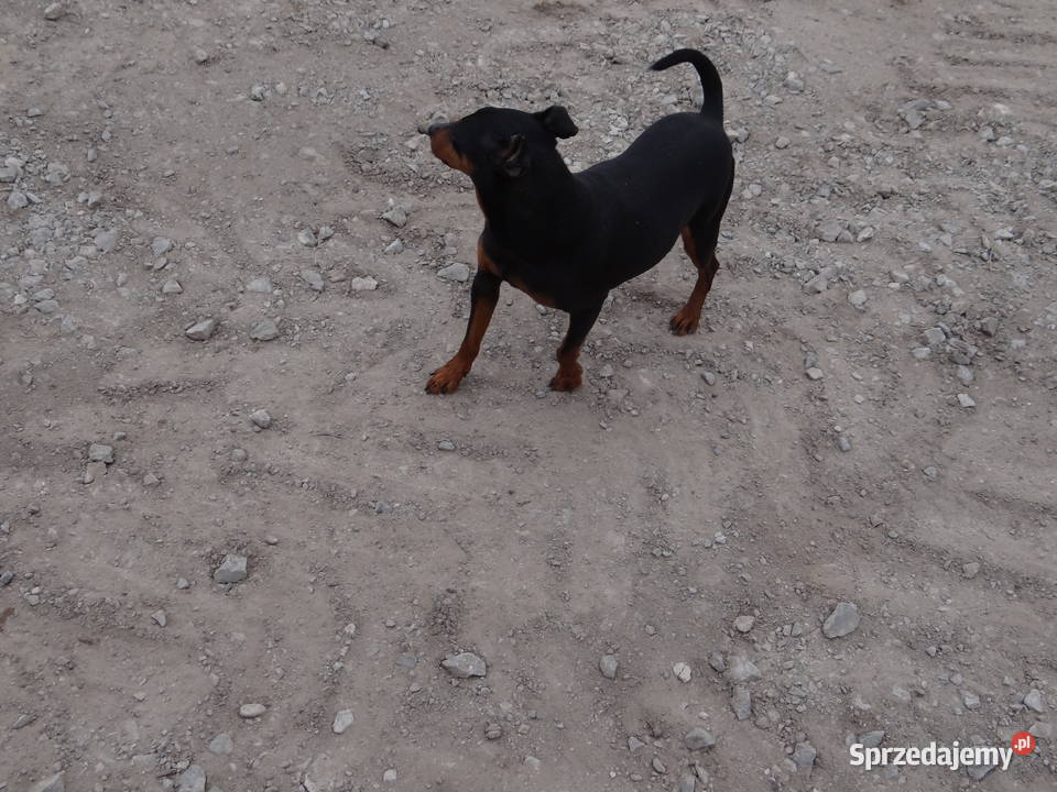 Krycie Reproduktor pinczer 65 Krycie i reprodukcja usługa dla zwierząt