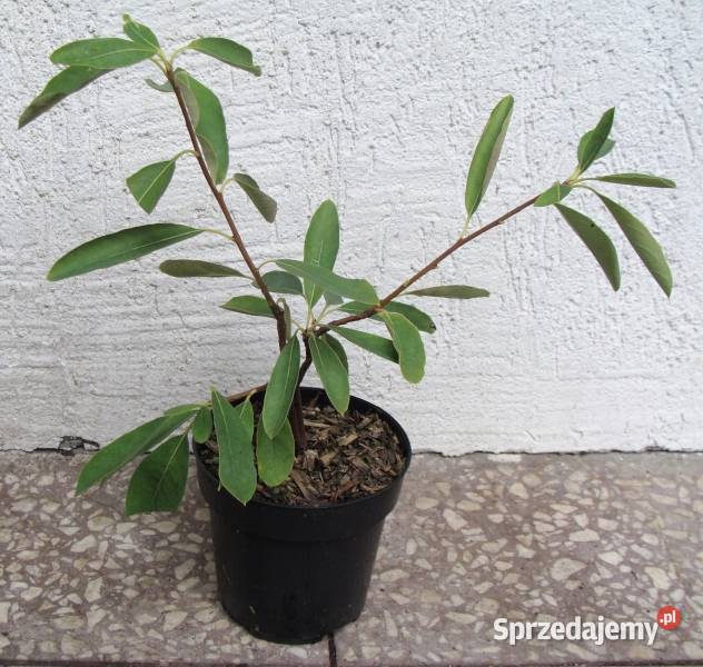 OBIELA WIELOKWIATOWA The Bride sadzonki w kujawsko-pomorskie