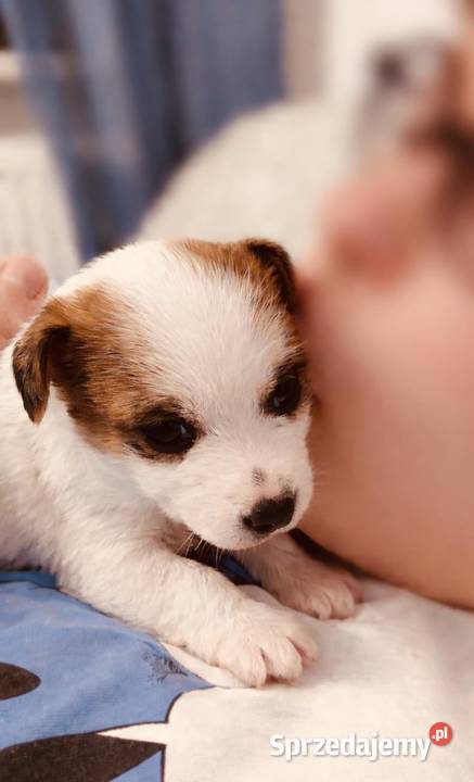 Jack Russell Terrier szczenięta z metrykami ZKwP Psy Kraków sprzedam
