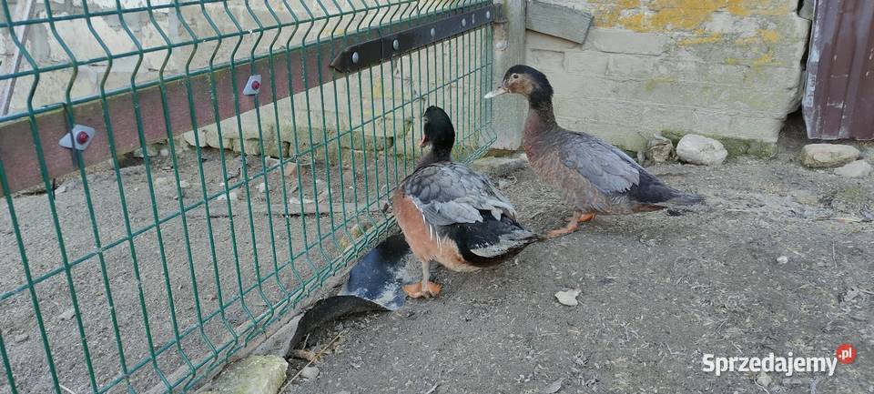 Sprzedam laczki z 25 roku Sobieska Wola Druga