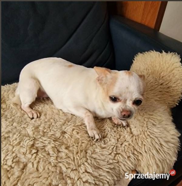Do adopcjii dorosła suczka Chihuahua Częstochowa