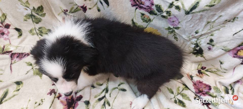 Border Collie szczeniaki inteligentne Ziębice