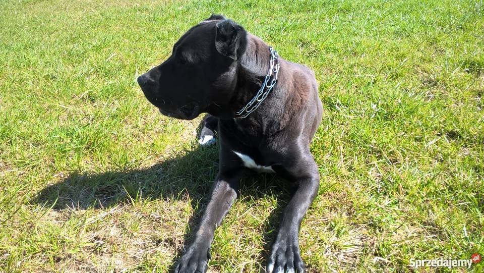 Suka owczarek środkowoazjatycki CAO Siedlce