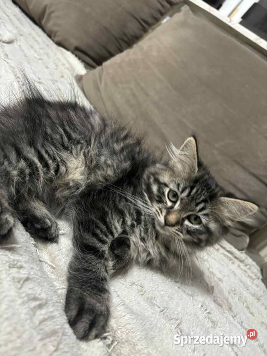 Sprzedam kota syberyjskiego Szastarka