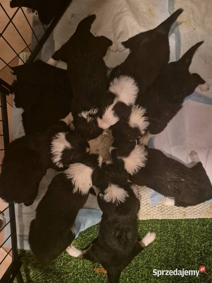 Border Collie Border Family świętokrzyskie Suchedniów sprzedam