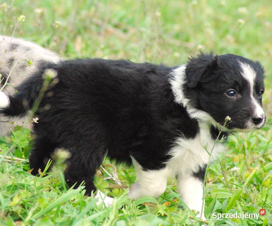Border collie piesek z jedwabistym włosem Milejów-Osada