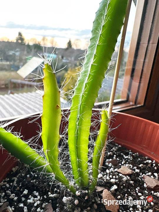 Smoczy owoc Pitaja Dragon Fruit Egzotyczny Białogard