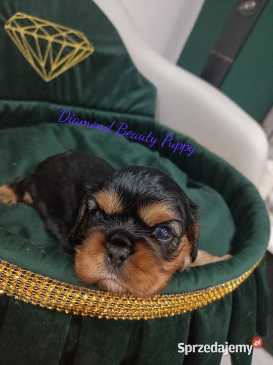 Szczenięta Cavalier King Charles spaniel suczki śląskie