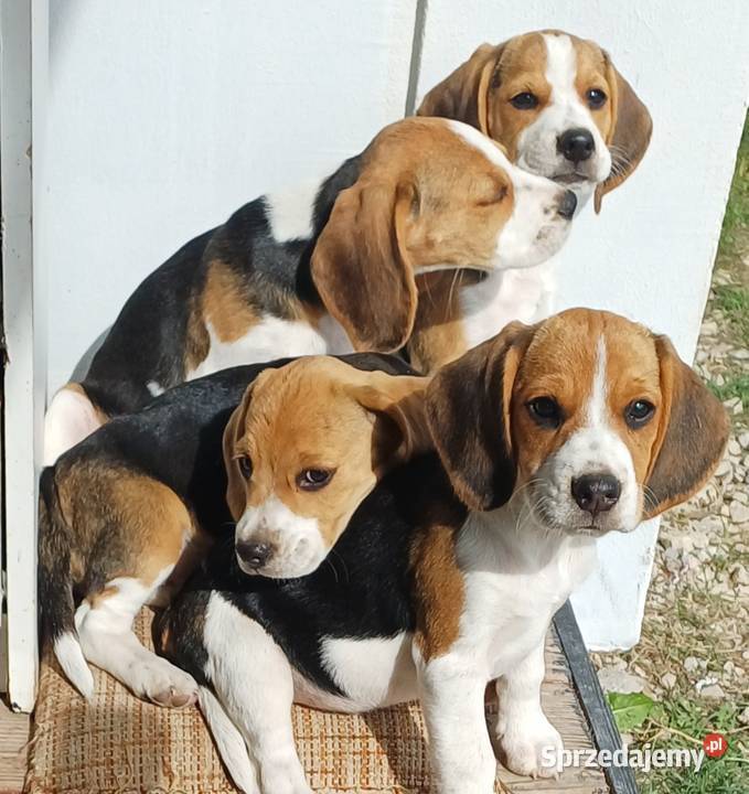 Beagle szczeniaki Piotrków Trybunalski sprzedam