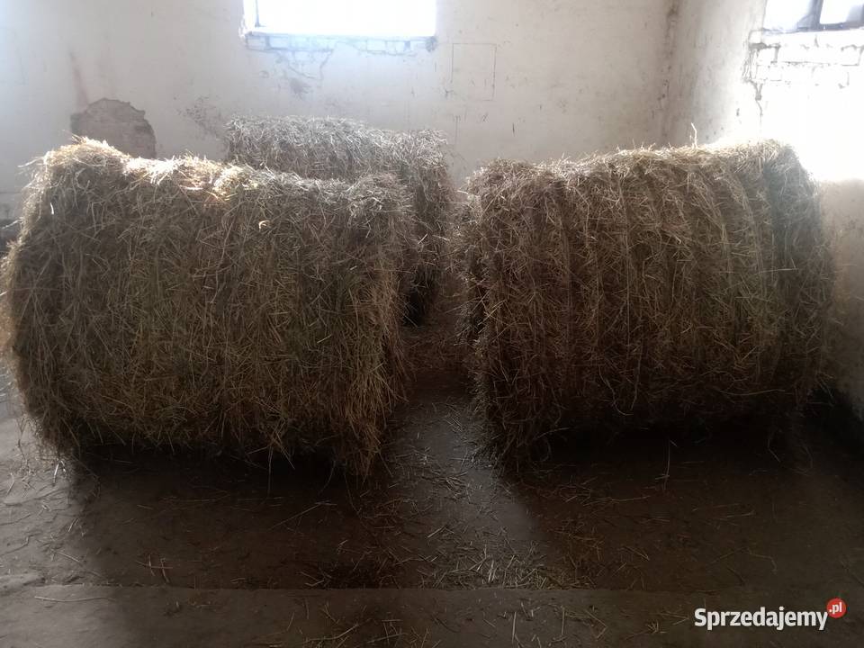 Siano sprzedam 120x120 Bądkowo