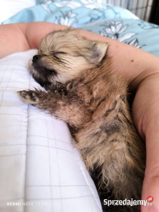 Szpic miniaturowy pomeranian piękne miniaturowe
