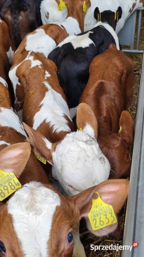 Cielaki byczki mięsne I mieszańce Ostrołęka