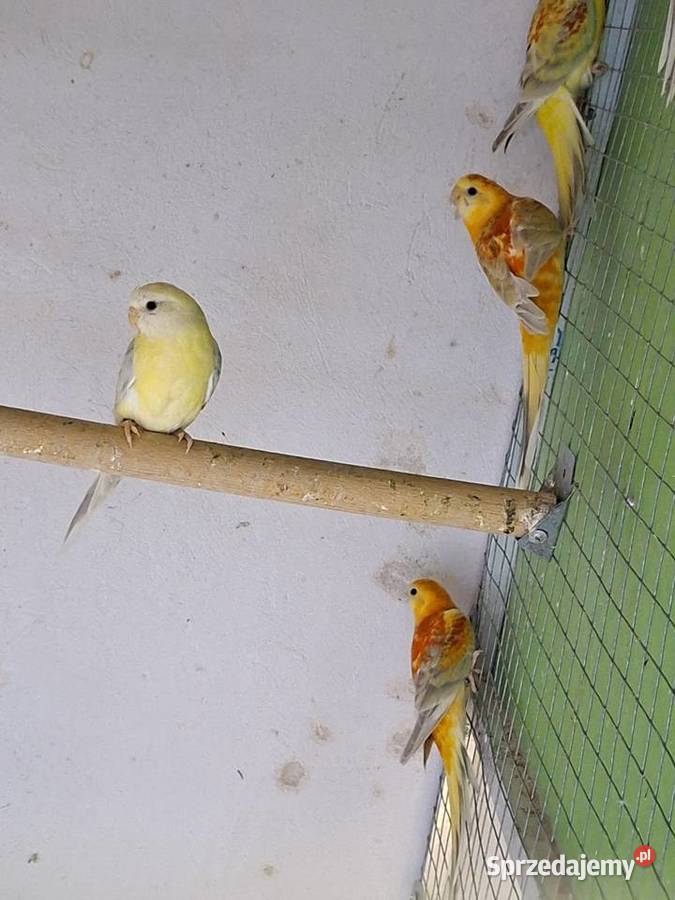 Swiergoty małopolskie Rzeszotary