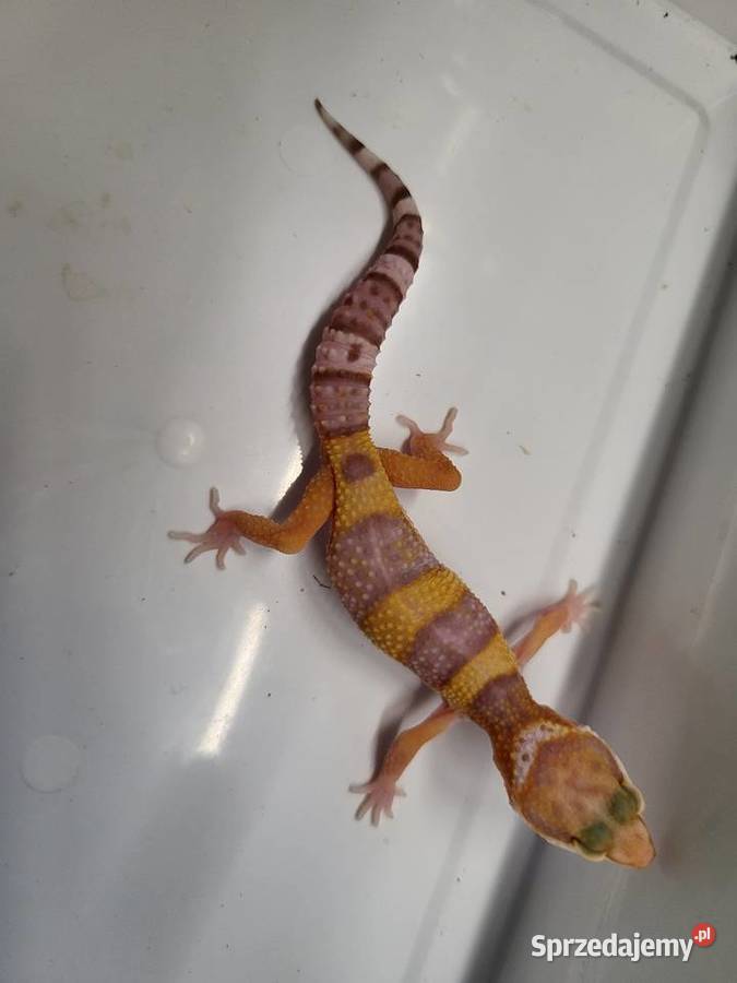Gekon Lamparci różne Sklep Zoologiczny