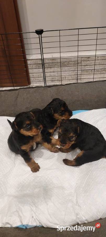 Terier Walijski szczenięta sprzedam FCI ZKwP Dąbrowa