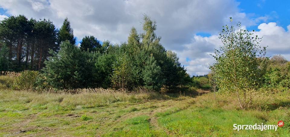 Sprzedam dom 146m2 na dużej 17hektarowej działce Międzybórz sprzedam