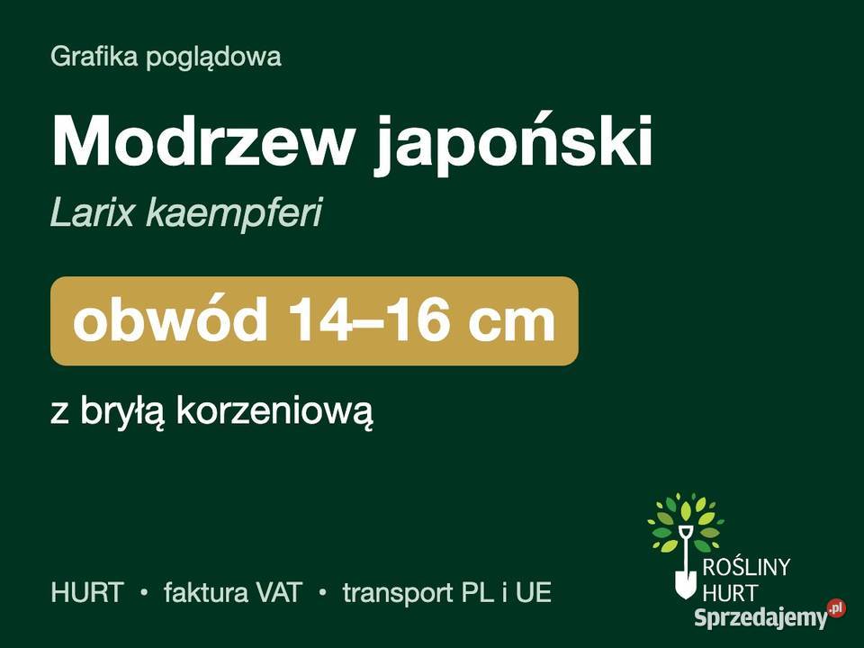 Modrzew japoński Larix kaempferi obwód 1416 z