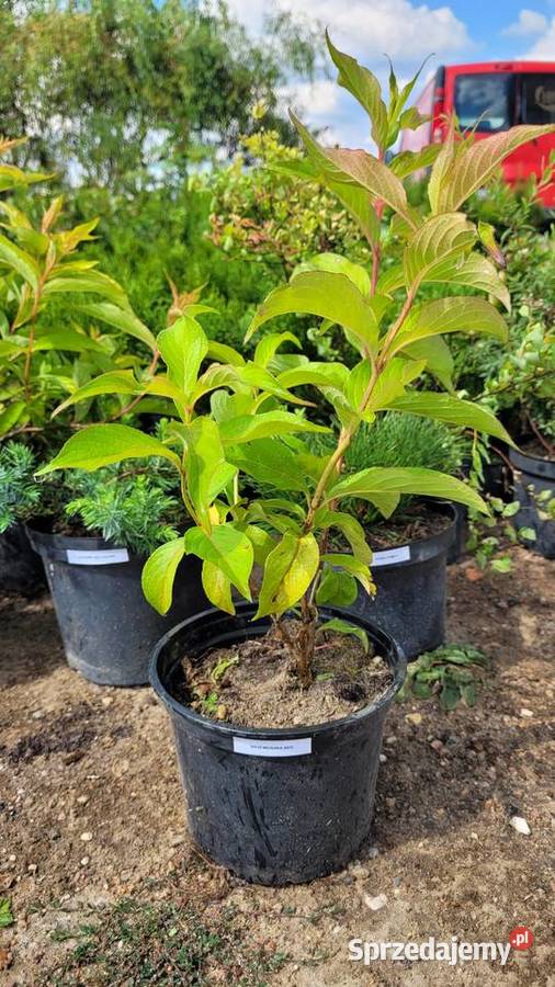 Krzewuszka cudowna RED PRINCE