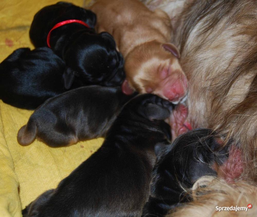 Cocker Spaniel Angielski opolskie Kluczbork