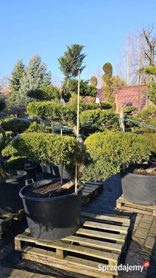 Bonsai rośliny formowane