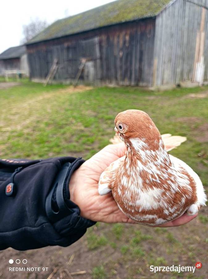 Motyl warszawski Kuczbork-Wieś