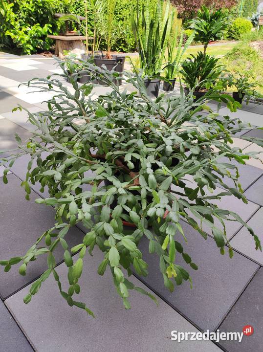 Kwiaty doniczkowe sprzedam