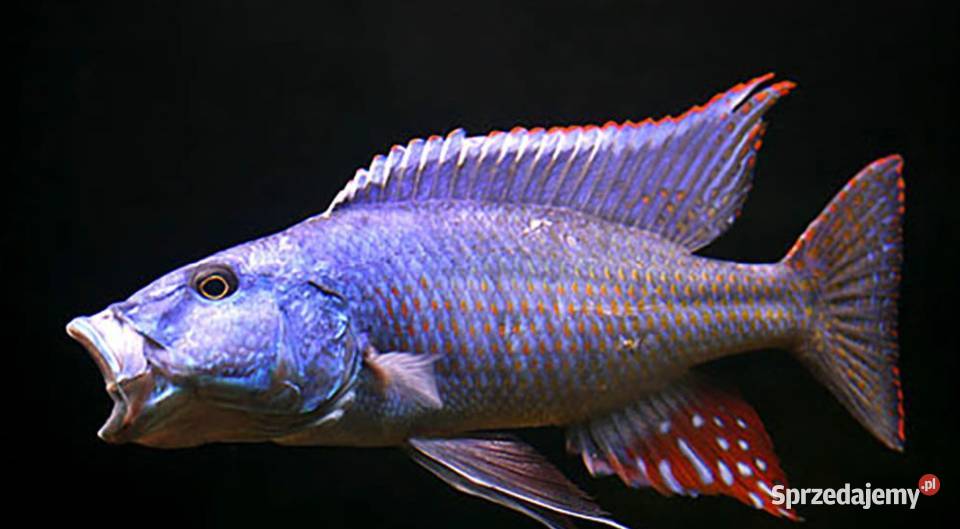 Champsochromis spilorhynchus WYSYŁKA NA TEREN Gdańsk