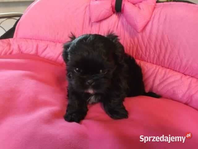 Shih Tzu Prześliczne Czarne Maluszki Maleńkich Olkusz