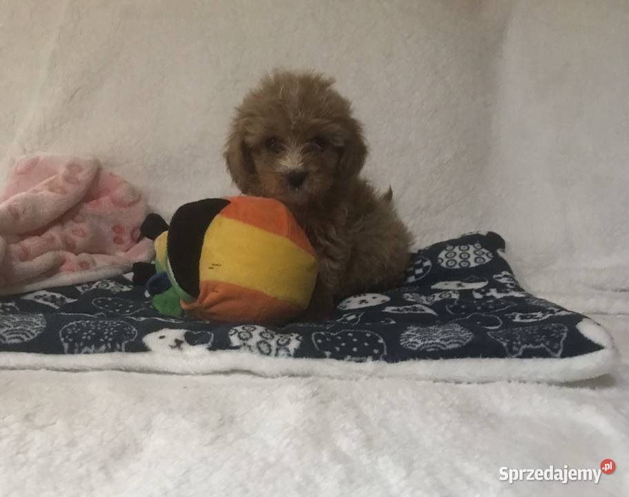 Cavapoo szczeniaki malutkie Wrocław
