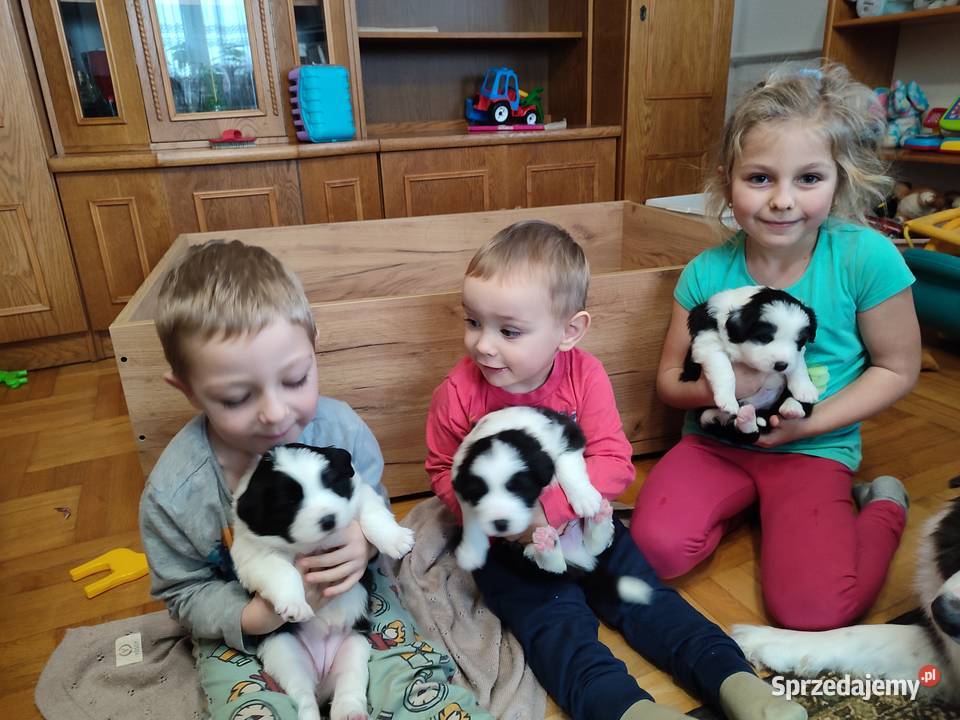 Szczeniaczki Border Collie