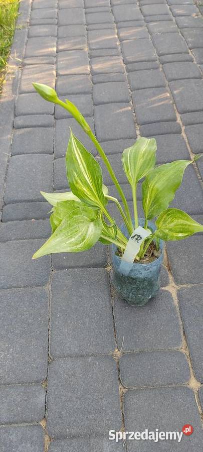 Hosta kolekcjonerska Hosta Play it Again Sam opolskie Opole
