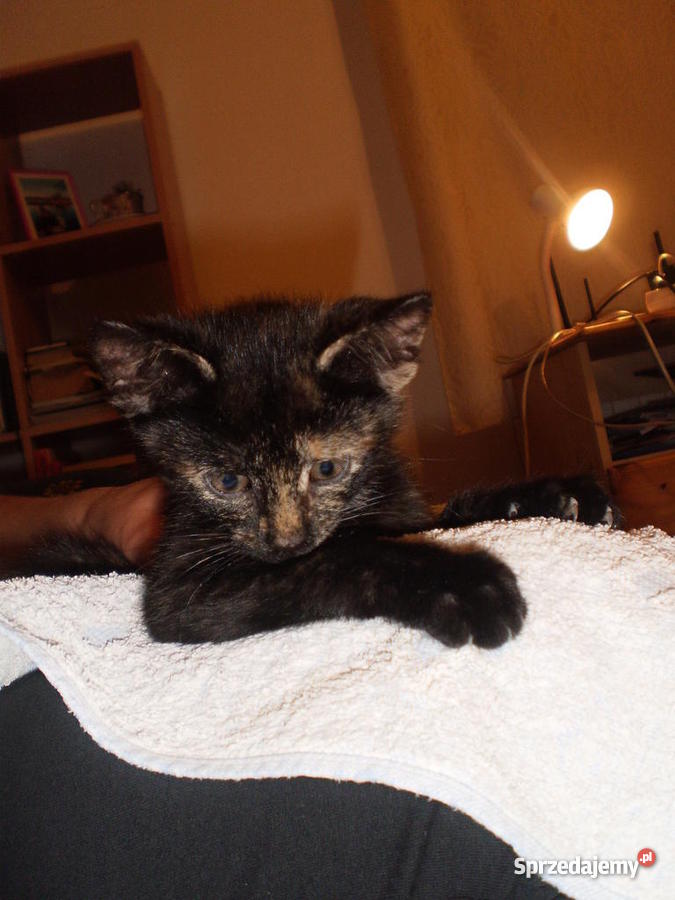 2 miesięczne kotki DOWIOZĘ mazowieckie Myszyniec sprzedam