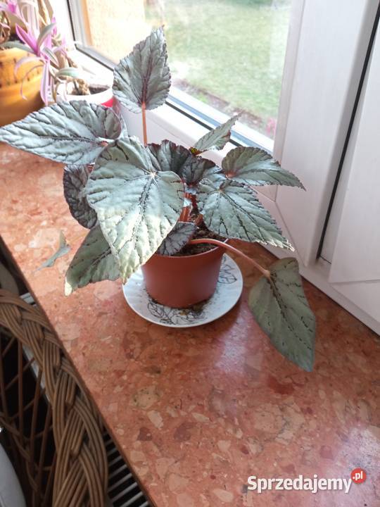 Piękny duży fiołek obficie kwitnący czy patyczak Kwitnące podlaskie Białystok