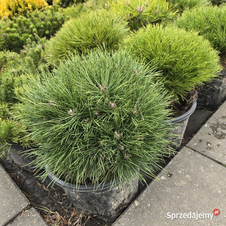 Thuja Yellow Ribbon 140 160 PRODUCENT Rydzyny