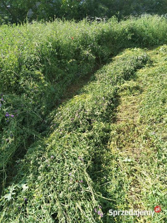 Sprzedam sianokiszonke z lucerny Słupca