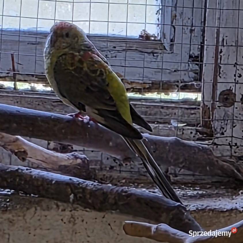 Papugi Swiergotki piękna para podkarpackie