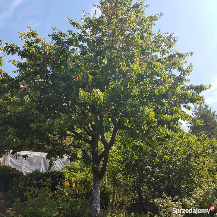 Ogródek działkowy rod słoneczne wzgórze matarnia Gdańsk