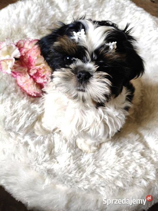 Shih tzu piesek FCI Wałbrzych sprzedam