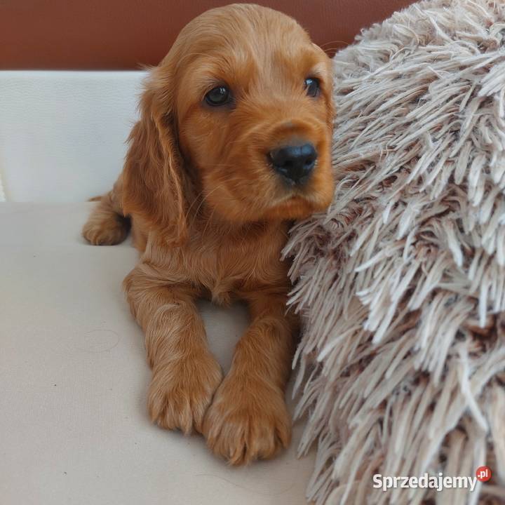 Cocker spaniel angielski suczka złota Moroczyn sprzedam