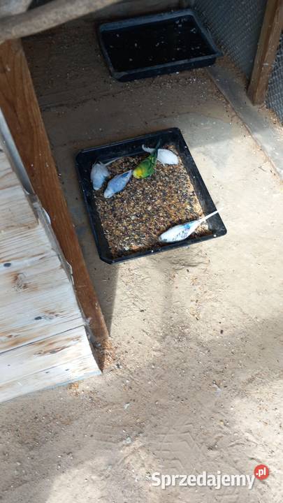 Papugi faliste Wronki sprzedam