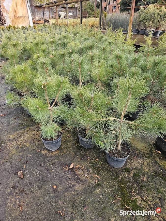 Sosna Proszowice sprzedam