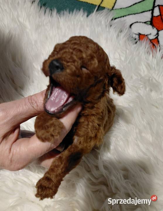 Pudel toy piesek red brown Wyszków