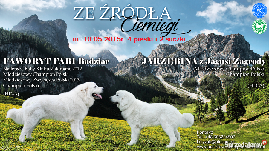Owczarek podhalański ZkwP FCI szczeniaki Nałęczów