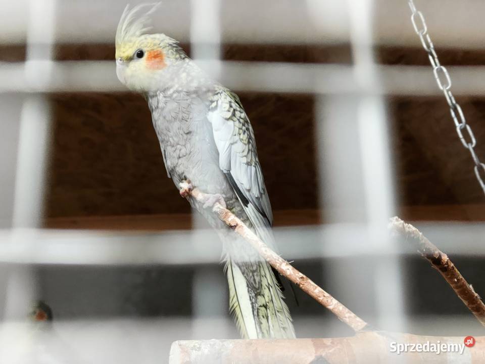 Sprzedam samca rozelli królewskiej z 2024 roku 4