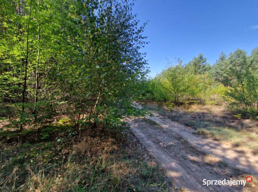 Syndyk sprzeda nieruchomość gruntową Kuny