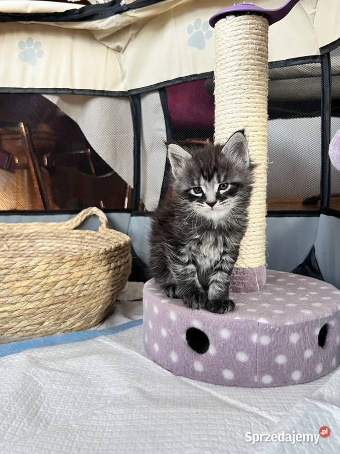 Kocięta Maine Coon Maine Coon śląskie Szczekociny