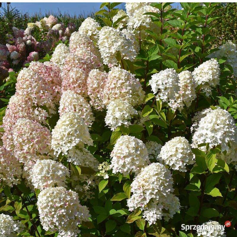 Hortensja bukietowa Sugar Rush 2L Opole