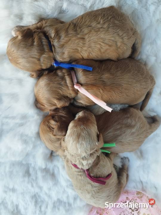 Cavapoo f1b