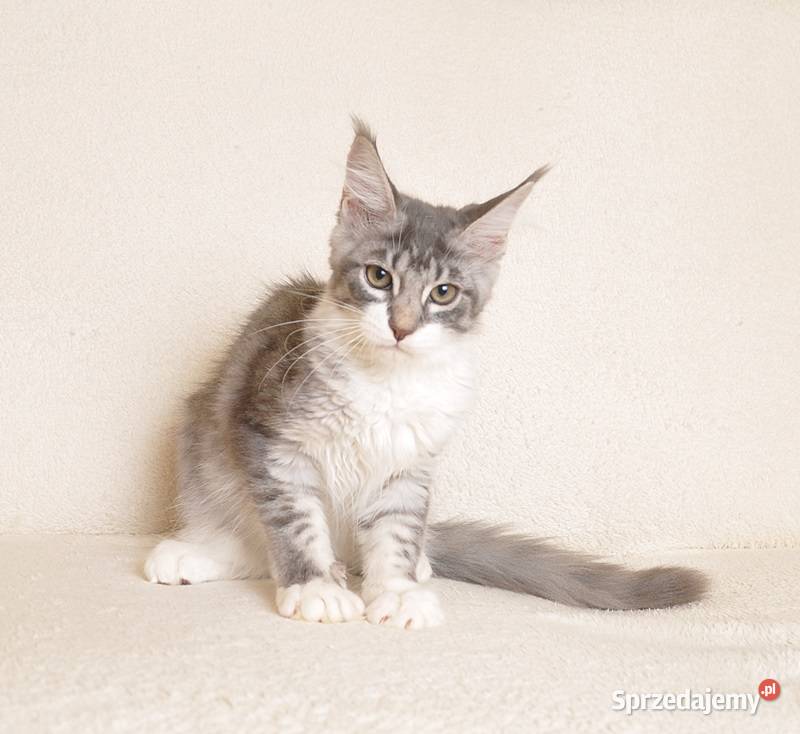 Przepiękna koteczka Maine Coon GOTOWA DO ODBIORU podlaskie Białystok