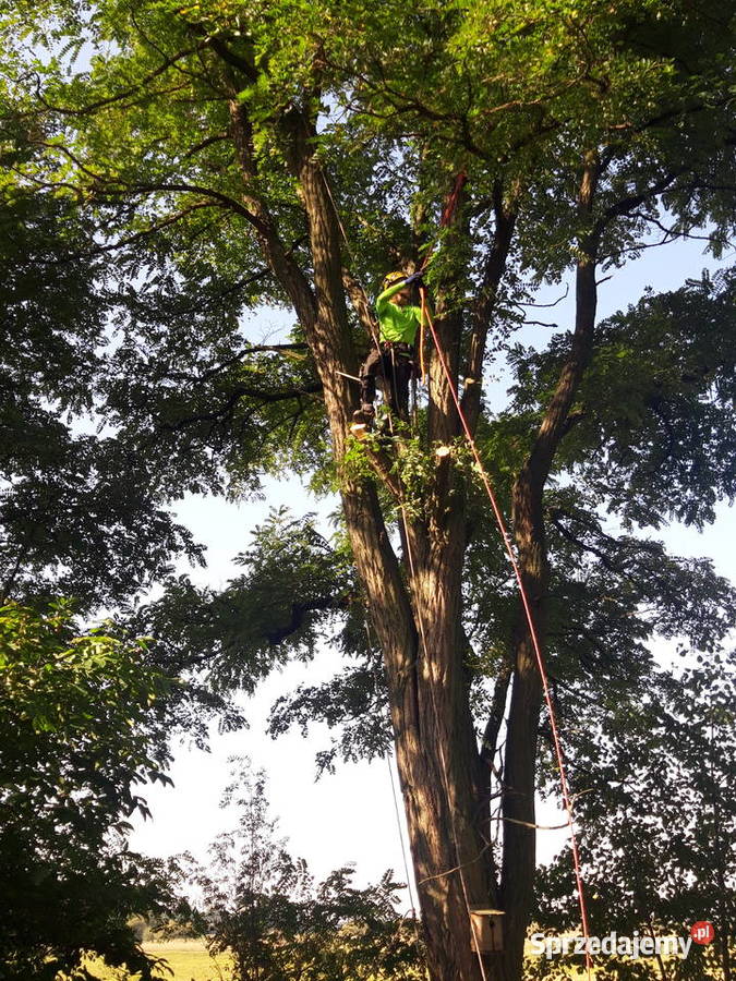 Wycinka wycinanie drzew alpinistycznie rębak Wołomin